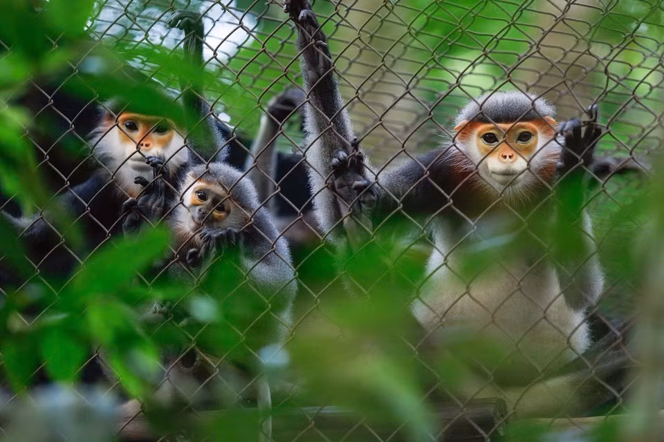 Una familia de langures douc de patas grises (Pygathrix cinerea) en el Centro.