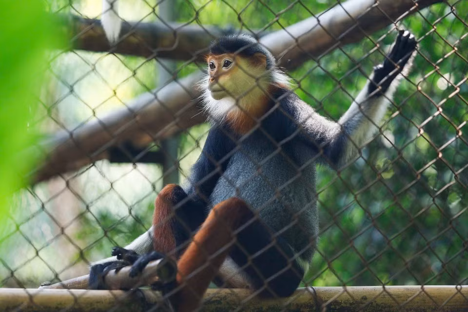 Conocido como la "Reina de los Primates" por su pelaje espectacular, el langur douc de patas rojas luce una barba blanca alrededor del rostro en machos y hembras adultos, además de patas de un llamativo color marrón rojizo.