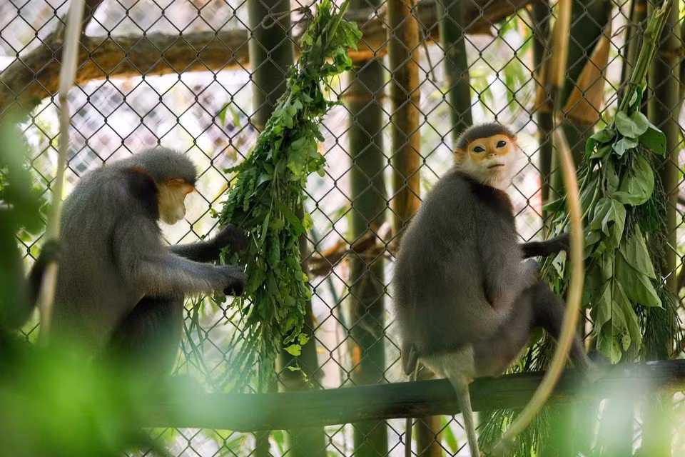 La mayoría de los primates del EPRC han sido víctimas del tráfico ilegal de animales y llegaron al centro gracias a decomisos realizados por las autoridades o mediante entregas voluntarias.