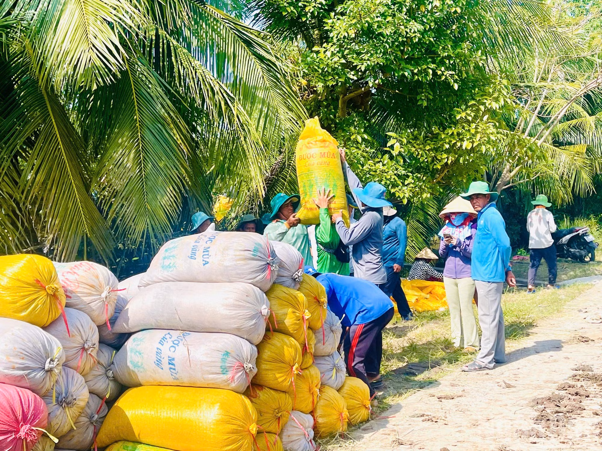 Cada saco de arroz se pesa cuidadosamente antes de ser cargado en embarcaciones para su traslado al punto de acopio y su posterior envío a Can Tho.