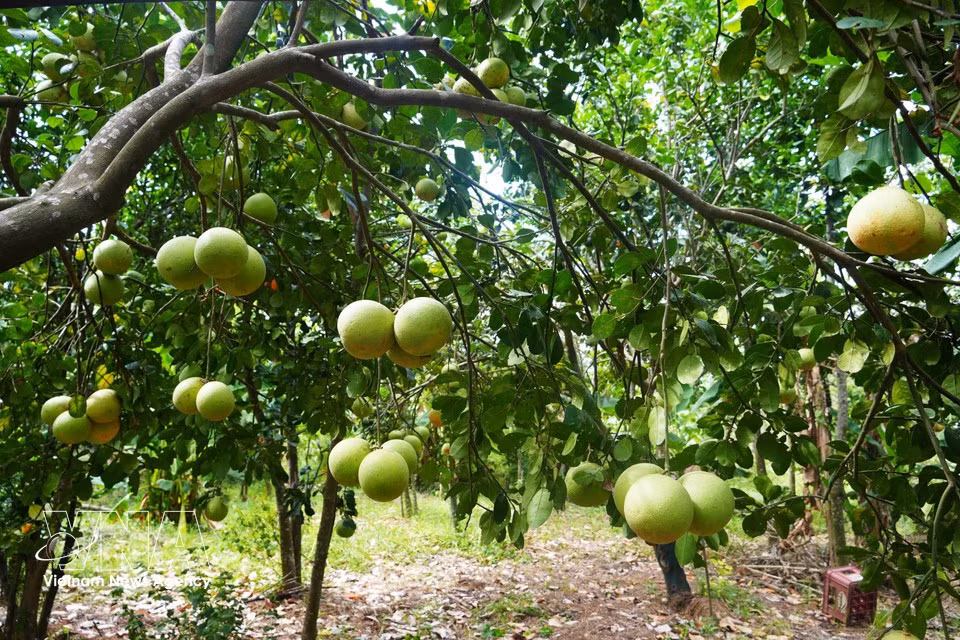 Pomelo Thanh Tra entra en su temporada alta de cosecha