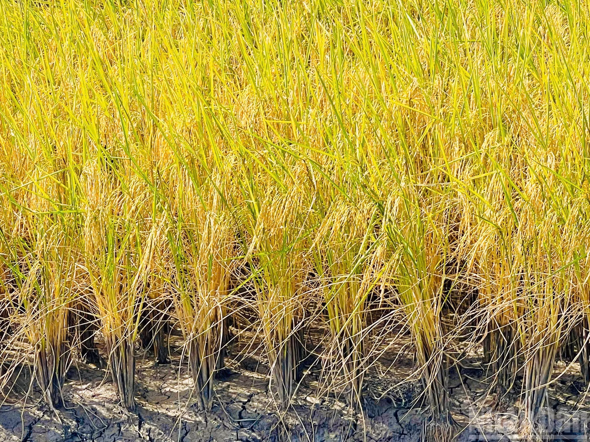 La comuna de Dong Hoa, en la provincia de An Giang, apuesta firmemente por el modelo camarón-arroz, incluida la siembra de arroz orgánico, lo que genera importantes beneficios económicos. Este modelo sostenible aprovecha las ventajas de las zonas inundables y del suelo fértil, lo que contribuye al objetivo de An Giang de convertirse en una importante región productora de camarón y arroz del delta del Mekong.