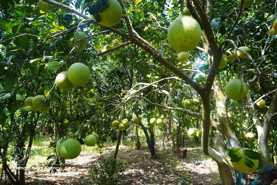 Un huerto de pomelos Thanh Tra en el barrio de Thuy Xuan, ciudad de Hue, ofrece una cosecha abundante durante la temporada alta. Foto: VNA