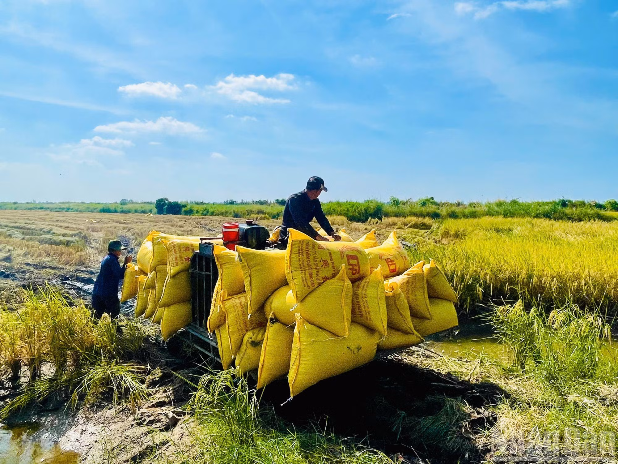 Los lugareños consideran que la cosecha de este año en la zona camarón-arroz de la comuna de Dong Hoa alcanzó un nivel récord, con un incremento de alrededor del 15 por ciento con respecto a años anteriores, sin costos adicionales en insumos.