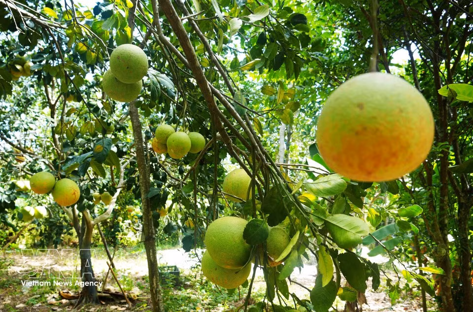 Un huerto de pomelos Thanh Tra en el barrio de Thuy Xuan, ciudad de Hue, ofrece una cosecha abundante durante la temporada alta. Foto: VNA