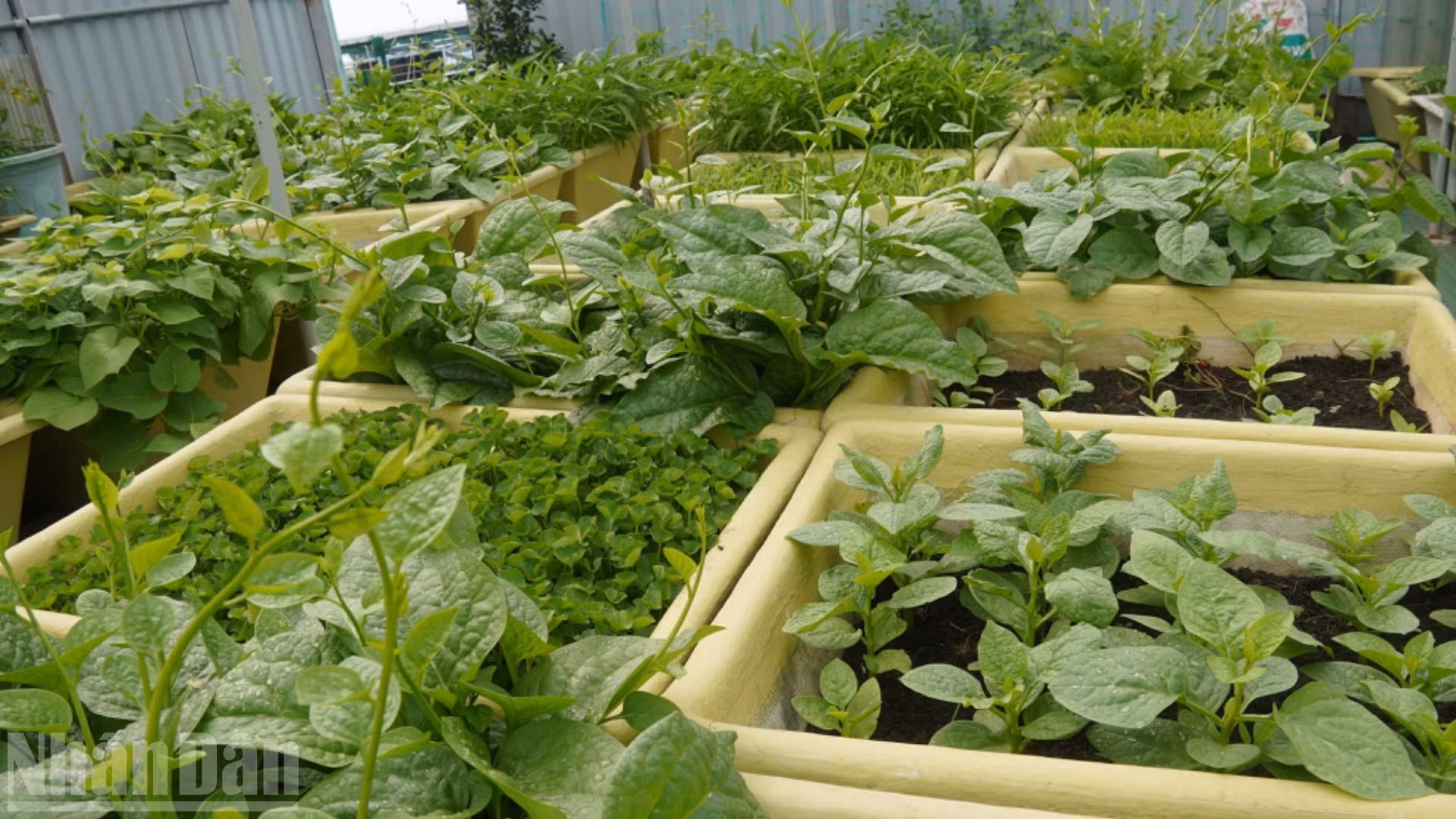Más allá de su deber y entrenamiento, la vida transcurre con normalidad. Los soldados cultivan hortalizas y crían ganado para mejorar su alimentación.