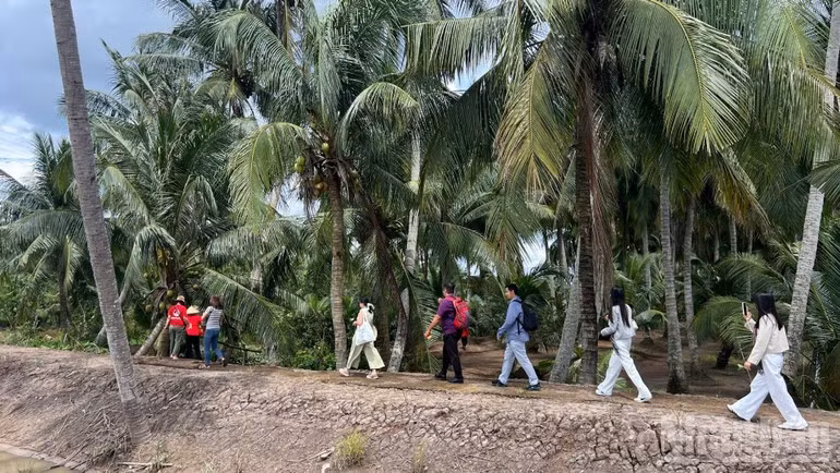 Los turistas caminan entre los verdes palmerales.