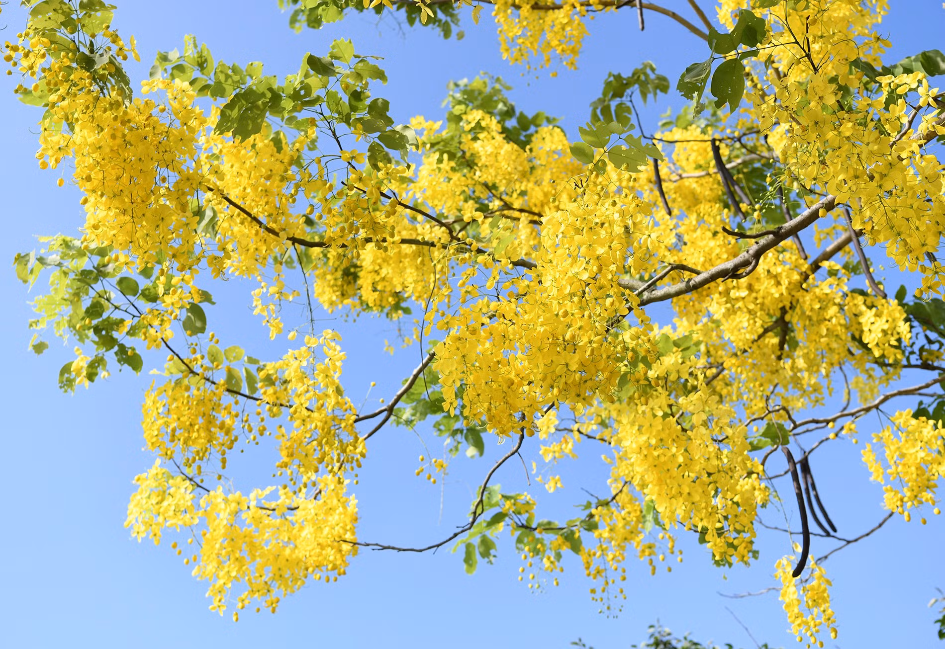 Cada racimo de flores se suelta como si fuera un farolillo dorado meciéndose con el viento.