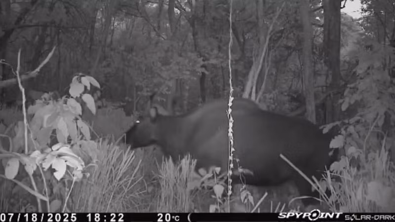 Un gaur raro capturado con cámaras trampa en la Reserva Natural de Ea So. (Foto: CCD/VNA)