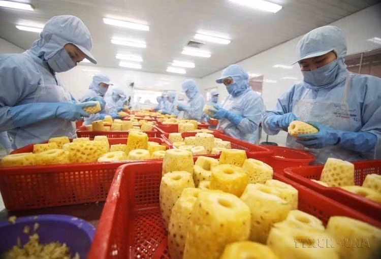 Vietnam exporta a Lituania arroz, mariscos, verduras, té, pimienta, anacardos, madera y productos derivados, caucho, etc. En la foto: Procesamiento de productos de piña enlatados en la fábrica de la Sociedad Anónima de Importación y Exportación de Productos Agrícolas An Giang. (Foto: VNA)