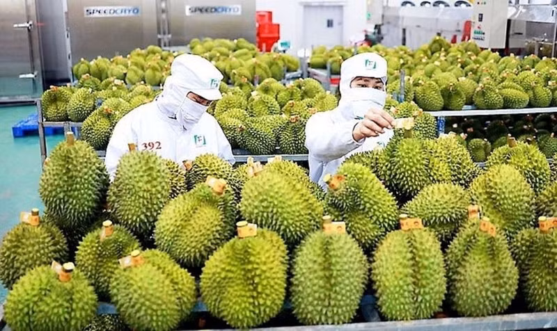 Vietnam iniciará las exportaciones oficiales del durán a la India a partir de julio, lo que abriría una vía clave para la diversificación de mercados. (Foto: kinhtedothi.vn)