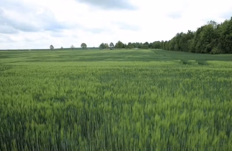 Un campo de trigo verde en Meserburg, Sajonia-Anhalt (Alemania). (Foto: VNA)