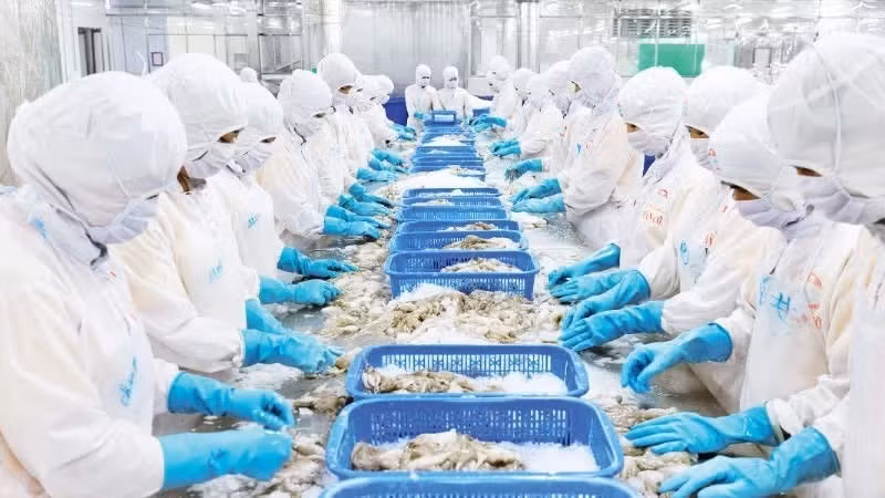Procesamiento de productos pesqueros en la planta de la empresa Kien Cuong, en la provincia de An Giang. (Foto: Nhan Dan)
