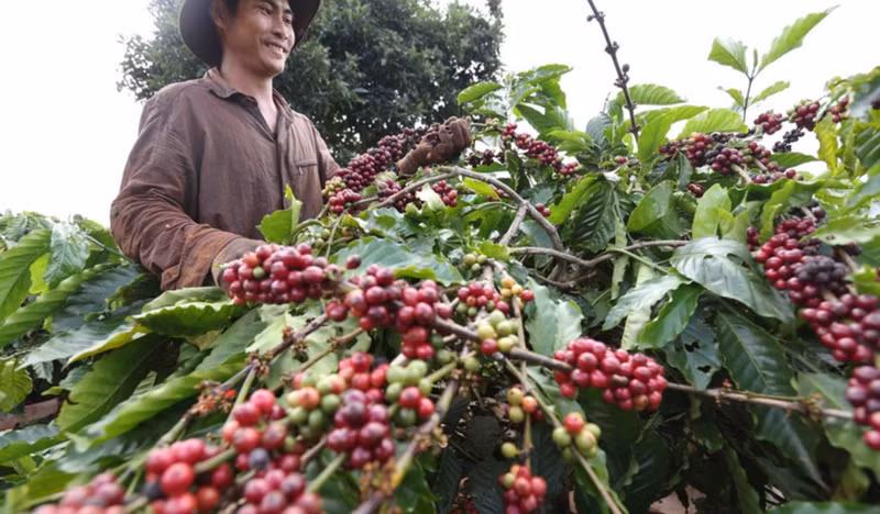 Las exportaciones de café de Vietnam alcanzan un nivel histórico en los primeros siete meses de 2025. (Foto: VNA)