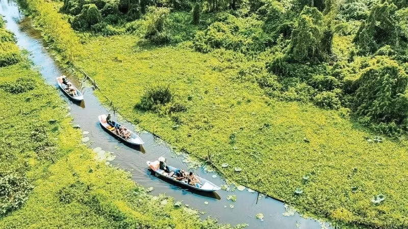 Turistas visitan el bosque de melaleucas de Tra Su, provincia de An Giang. (Foto: Zona turística de Tra Su)