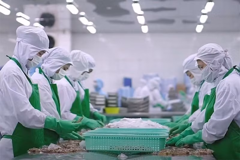 Procesamiento de camarones para exportación en el Delta del Mekong. (Foto: qdnd.vn)