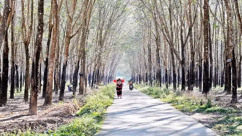 Una mañana apacible entre los bosques de caucho.