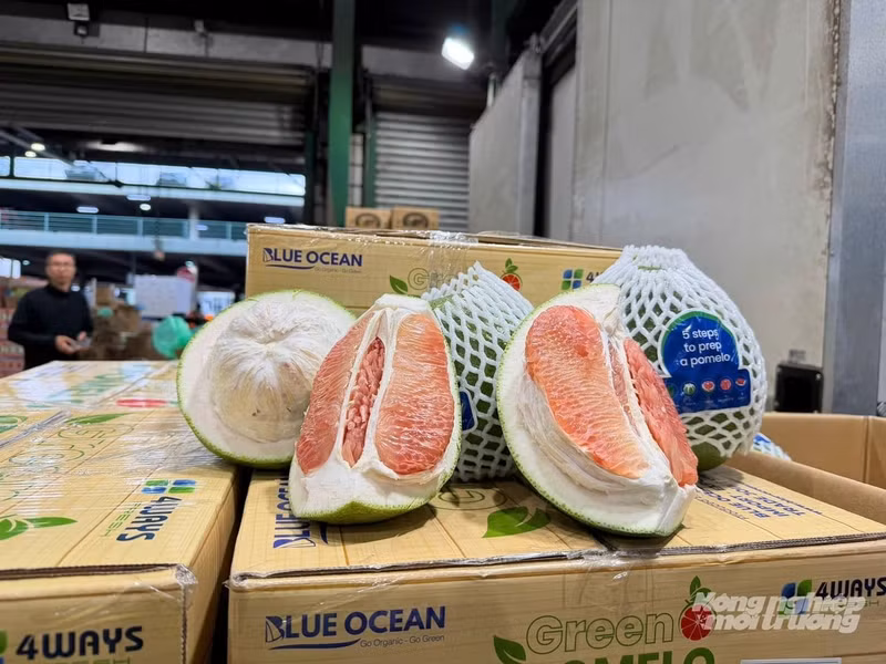 Pomelos vietnamitas abren nuevas puertas en el mercado de Australia. (Foto: nongnghiepmoitruong.vn)